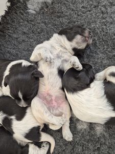 Schapendoes N-nest van de Roeskebeer